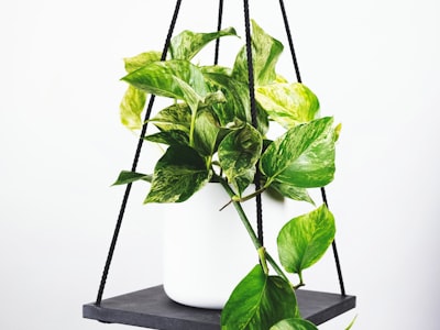 曼城足球俱乐部蓝色队徽